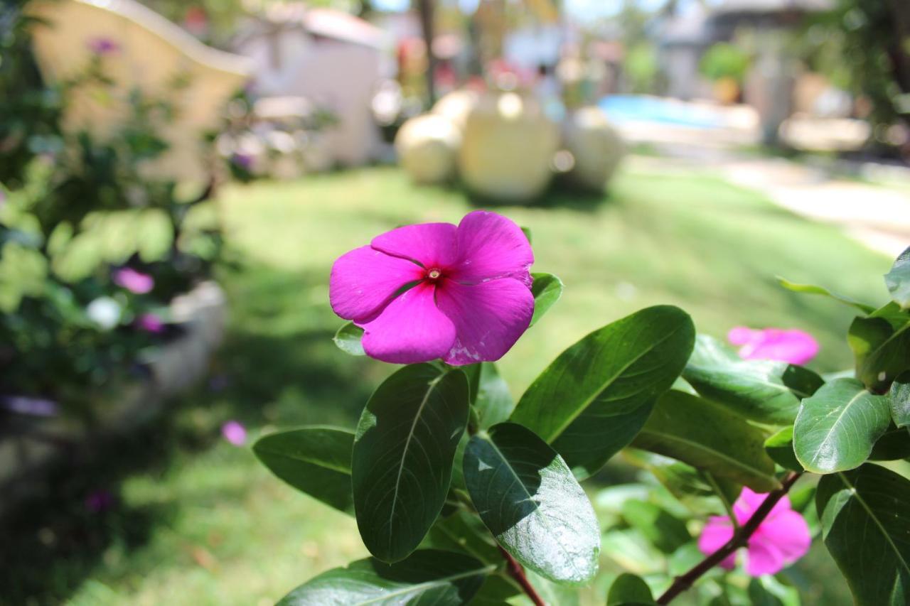 Hotel E Pousada La Dolce Vita Canoa Quebrada Exterior foto
